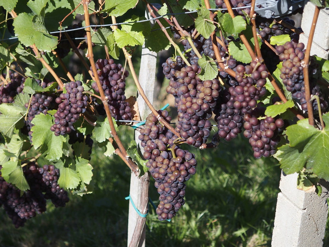 你認識的葡萄品種當中，有幾多係來自意大利架？