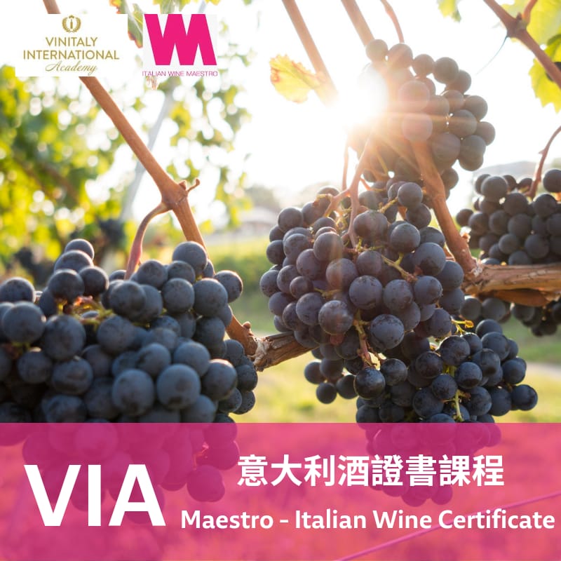 意大利酒證書課程 VIA Maestro